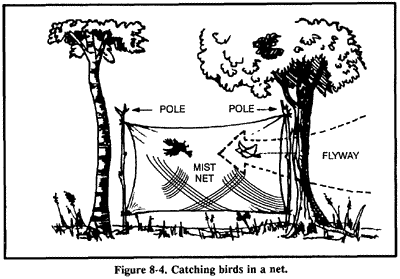 Traps And Snares - How To Build, Bait, And Place Traps To Acquire Food In  The Wild - Geek Slop